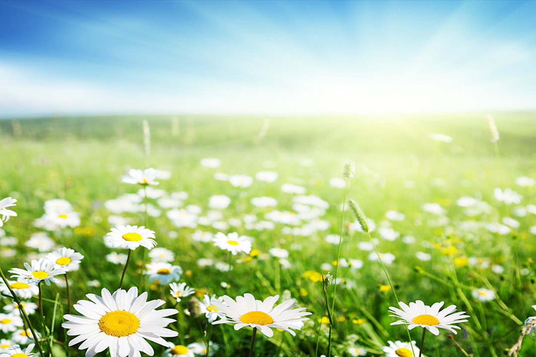 wild daisies in the environment