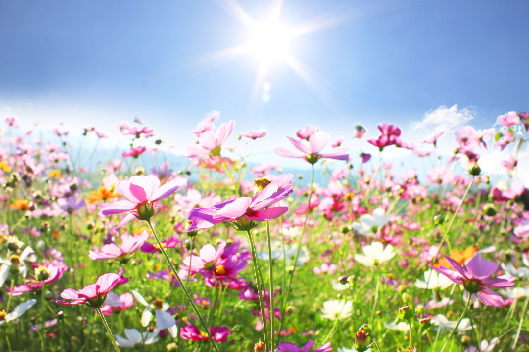 wild flowers in the environment