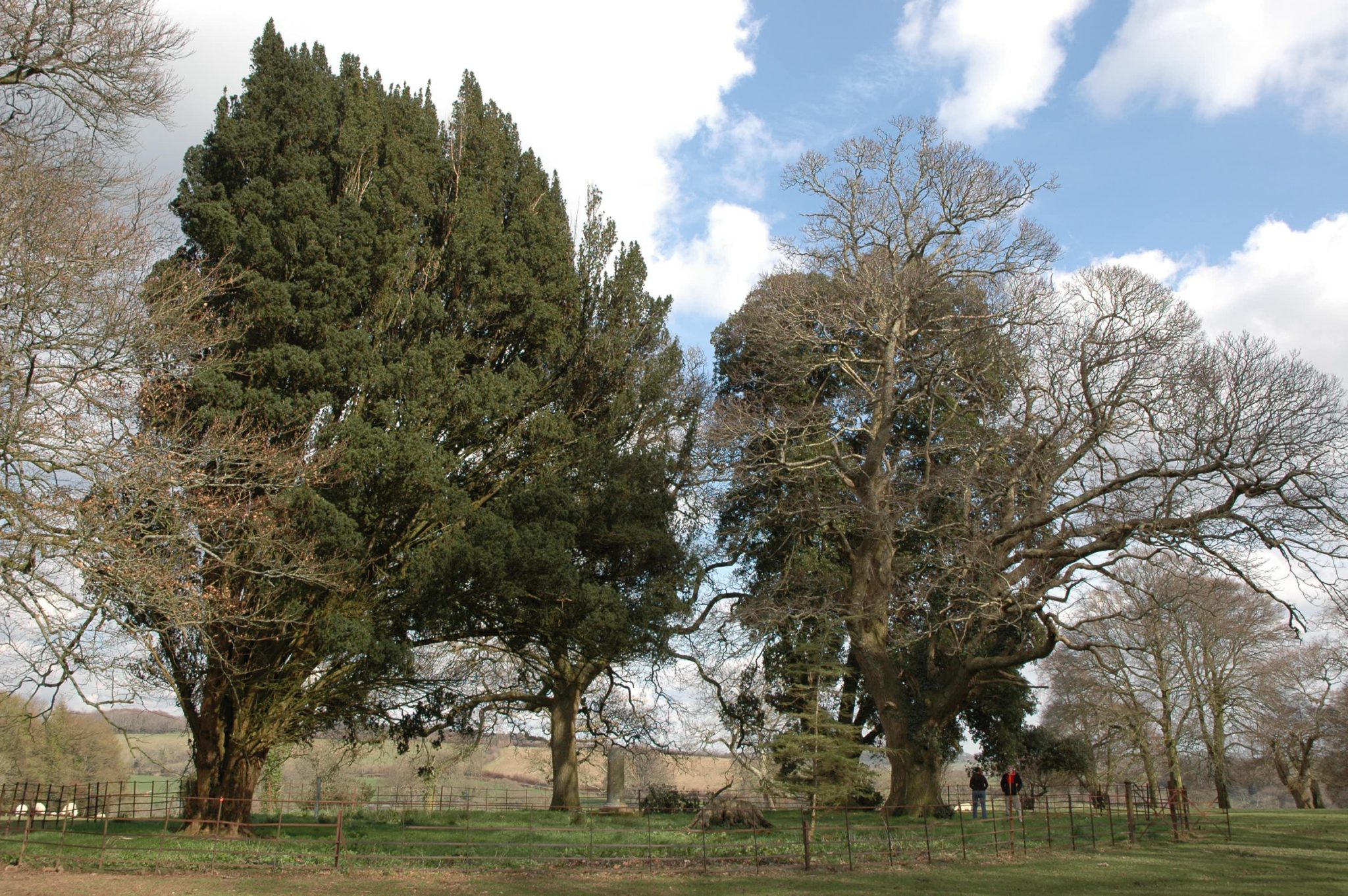 Tree Council Trees