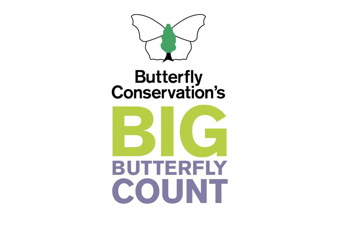 Big Butterfly Count Suffolk