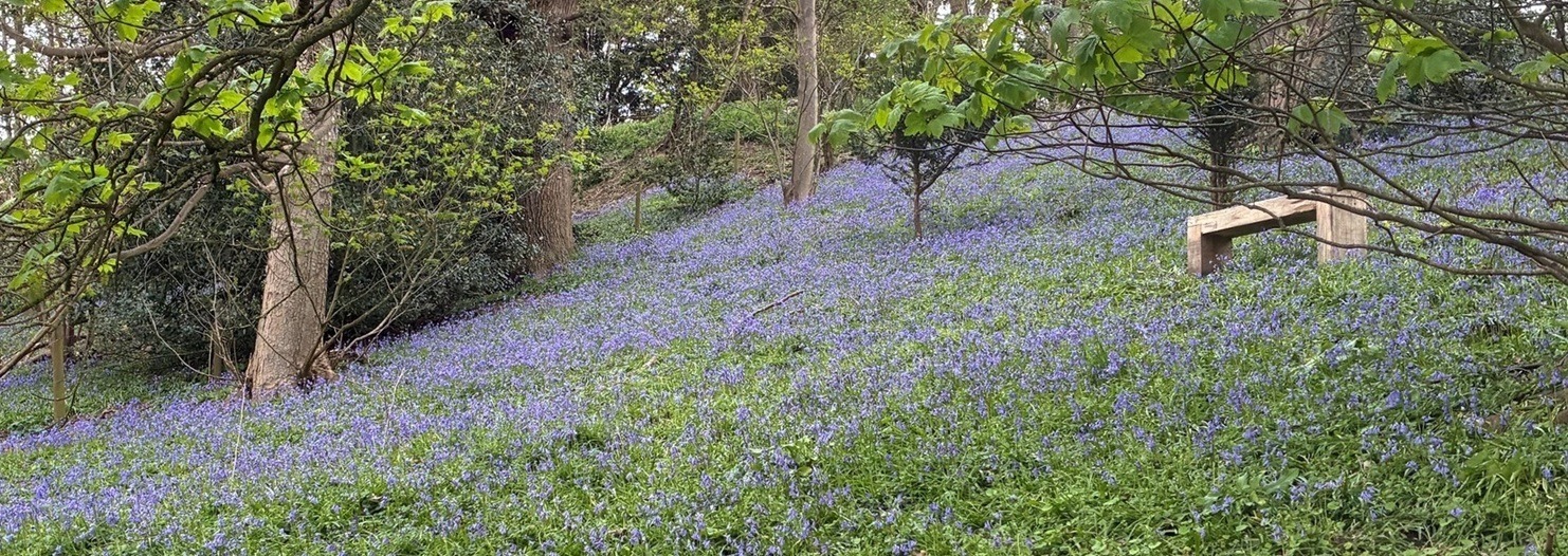 Bluebells at Coddenham